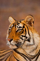 Bengal Tiger (Panthera tigris) portrait, Ranthambhore National Park, India.