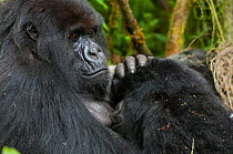 Mountain gorilla (Gorilla berengi) mother suckling young, Volcanoes National Park, Virunga Mountains, Rwanda. April.