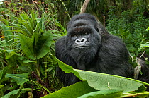 Silverback Mountain Gorilla (Goriila beringei) portrait, Volcanoes National Park, Virunga Mountains,  Rwanda. April.
