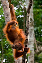 Young Bornean Orangutan (Pongo pygmaeus) hanging upsidedown, Camp Leakey, Tanjung Puting National Park, Central Kalimantan, Borneo, Indonesia.
