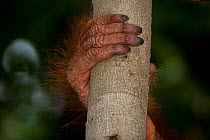 Bornean Orangutan (Pongo pygmaeus) hand and fingers holding branch, Camp Leakey, Tanjung Puting National Park, Central Kalimantan, Borneo, Indonesia.