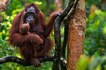 Bornean Orangutan (Pongo pygmaeus) mother kissing newborn baby up a tree, Camp Leakey, Tanjung Puting National Park, Central Kalimantan, Borneo, Indonesia.