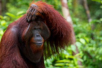 Bornean Orangutan (Pongo pygmaeus) male with hand on his head, Camp Leakey, Tanjung Puting National Park, Central Kalimantan, Borneo, Indonesia.