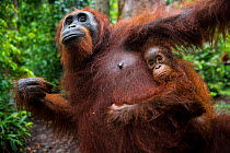 Bornean Orangutan (Pongo pygmaeus) mother and newborn baby, Camp Leakey, Tanjung Puting National Park, Central Kalimantan, Borneo, Indonesia.
