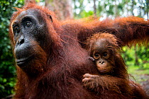 Bornean Orangutan (Pongo pygmaeus) mother and new born baby, Camp Leakey, Tanjung Puting National Park, Central Kalimantan, Borneo, Indonesia.