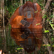Bornean Orangutan (Pongo pygmaeus) male sitting in water about to drink, Camp Leakey, Tanjung Puting National Park, Central Kalimantan, Borneo, Indonesia. Sequence 1 of 2.