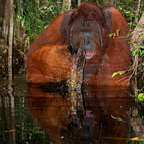 Bornean Orangutan (Pongo pygmaeus) male sitting in water, using hand to drink, Camp Leakey, Tanjung Puting National Park, Central Kalimantan, Borneo, Indonesia. Sequence 2 of 2.