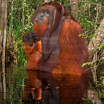 Bornean Orangutan (Pongo pygmaeus) male sitting in water and scratching his chin, Camp Leakey, Tanjung Puting National Park, Central Kalimantan, Borneo, Indonesia.