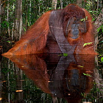 Bornean Orangutan (Pongo pygmaeus) male sitting and looking into the water, Camp Leakey, Tanjung Puting National Park, Central Kalimantan, Borneo, Indonesia.