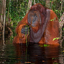 Bornean Orangutan (Pongo pygmaeus) male sitting in water, eating plants, Camp Leakey, Tanjung Puting National Park, Central Kalimantan, Borneo, Indonesia.