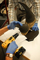Curators at Glasgow Museums Resource Centre using a drill to collect black rhinoceros (Diceros bicornis) horn samples for DNA analysis.2013