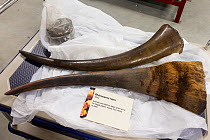 Black rhinoceros horns (Diceros bicornis) at Glasgow Museums Resource Centre, awaiting DNA analysis.
