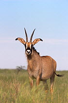 Roan (Hippotragus equinus) portrait, Mokala National Park, South Africa, February