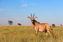 Roan (Hippotragus equinus) portrait in habitat, Mokala National Park, South Africa, February