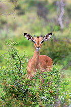 Young male impala (Aepyceros melampus) behind acacia bush, Pilanesberg game reserve, North West province, South Africa, February