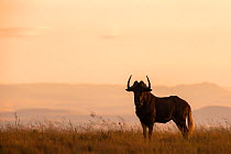 Black wildebeest (Connochaetes gnou) at dawn, Mountain Zebra National Park, Eastern Cape, South Africa, February