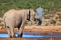 African elephant (Loxodonta africana) blowing water through its trunk at Hapoor waterhole, Addo Elephant national park, South Africa, February
