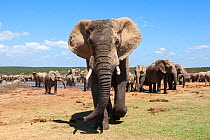 African elephant (Loxodonta africana) herd gathering at Hapoor waterhole, Addo Elephant national park, South Africa, February