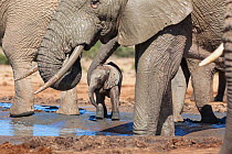 African elephant (Loxodonta africana) herd with a young baby at Hapoor waterhole, Addo Elephant National Park, Eastern Cape, South Africa, February