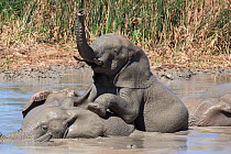 African elephants (Loxodonta africana) drinking and bathing  at Hapoor waterhole, Addo Elephant National Park, Eastern Cape, South Africa, February