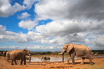 African elephants (Loxodonta africana) drinking and bathing  at Hapoor waterhole, Addo Elephant National Park, Eastern Cape, South Africa, February