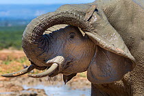 African elephant (Loxodonta africana) scratching its ear , Addo Elephant national park, South Africa, February