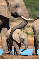 African elephant (Loxodonta africana) and calf, Addo Elephant National Park, South Africa, February