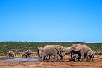 African elephants (Loxodonta africana) congregating at waterhole, Addo Elephant National Park, South Africa, February