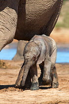 Newborn African elephant (Loxodonta africana) calf walking alongside its mother, Addo Elephant National Park, South Africa, February