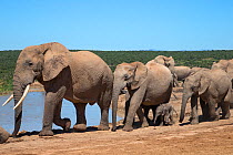 African elephants (Loxodonta africana) maternal herd with newborn calf walking along a waterhole, Addo Elephant National Park, South Africa, February