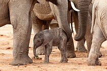 African elephant (Loxodonta africana) newborn calf amongst the herd, Addo Elephant National Park, South Africa, February