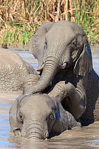 African elephants (Loxodonta africana) playing in water, Addo Elephant National Park, South Africa, February