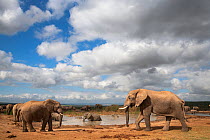 African elephants (Loxodonta africana) at waterhole, Addo Elephant National Park, South Africa, February