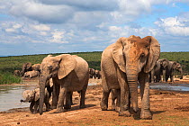 African elephants (Loxodonta africana) at waterhole, Addo Elephant National Park, South Africa, February