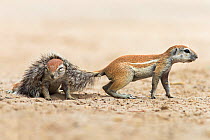 Ground squirrels (Xerus inauris ) one with its tail over the back of another, Kgalagadi Transfrontier Park, Northern Cape, South Africa, February