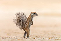 Ground squirrel (Xerus inauris) standing upright, Kgalagadi Transfrontier Park, Northern Cape, South Africa, February