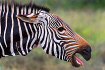 Cape mountain zebra (Equus zebra zebra) braying,  Mountain Zebra National Park, Eastern Cape, South Africa, February