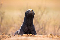 Honey Badger or ratel (Mellivora capensis) sniffing the air, Kgalagadi Transfrontierl Park, Northern Cape, South Africa, February