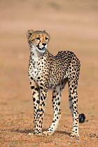 Cheetah (Acinonyx jubatus) juvenile portrait, Kgalagadi Transfrontier Park, Northern Cape, South Africa, January 2014