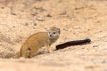 Baby yellow mongoose (Cynictis penicillata) with giant millipedes (Archispirostreptus gigas) by mongoose burrow entrance, Kgalagadi Transfrontier Park, Northern Cape, South Africa, February