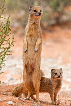 Yellow mongoose (Cynictis penicillata) standing on hind legs with young, Kgalagadi Transfrontier Park, South Africa, February