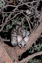 Small spotted genet (Genetta genetta) looking down from an acacia tree at night, Kgalagadi Transfrontier Park, South Africa, January
