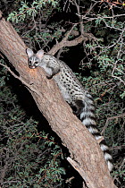 Small spotted genet (Genetta genetta) in an acacia tree, Kgalagadi Transfrontier Park, South Africa, January