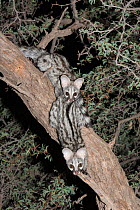 Two small spotted genets (Genetta genetta) in an acacia tree, Kgalagadi Transfrontier Park, South Africa, January 2014