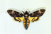 Death's head hawkmoth (Acherontia atropos) museum specimen, Tyne and Wear Archives and Museums