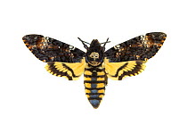 Death's head hawkmoth (Acherontia atropos), museum specimen, Tyne and Wear Archives and Museums