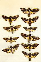 Death's head hawkmoth (Acherontia atropos) museum specimens showing variation in size, Tyne and Wear Archives and Museums