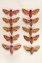 Elephant Hawkmoth (Deilephila elpenor) museum specimens showing variations in size and colouration, Tyne and Wear Archives and Museums