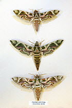 Oleander Hawkmoth / Army Green Moth (Daphnis nerii) museum specimens showing variations in size and colouration, Tyne and Wear Archives and Museums