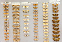 British micro moth (microlepidoptera) museum specimens, Tyne and Wear Archives and Museums